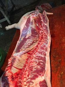 杀土猪视频,传统技艺与现代视角的碰撞