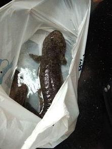 宰杀娃娃鱼视频