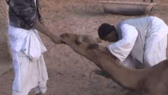 工厂杀骆驼视频大全,揭秘残酷真相