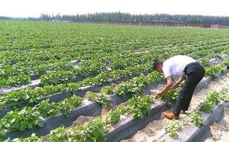 红薯种植技术视频,从选种到收获的全程指导