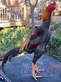 斗鸡打架视频播放,激战正酣的瞬间回顾