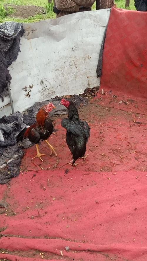 斗鸡打架视频播放,激战正酣的瞬间回顾