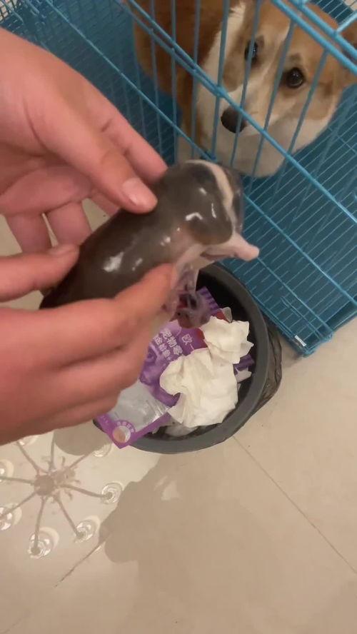 刚出生的小狗视频大全,新生小狗视频大全集锦