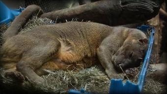 动物交配视频大全动物,交配瞬间大揭秘