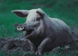 奄猪视频,揭秘猪圈里的温馨日常