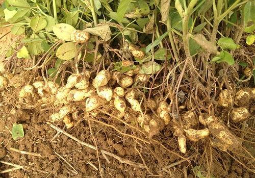 花生的种植方法视频,从播种到收获