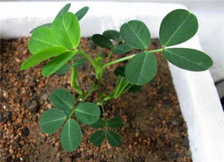 花生的种植方法视频,从播种到收获