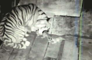 被舔下面视频,被舔背后的故事与反思